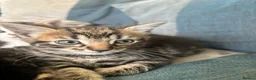 Mixed Breed cats for sale: Final three kittens - Advert 5