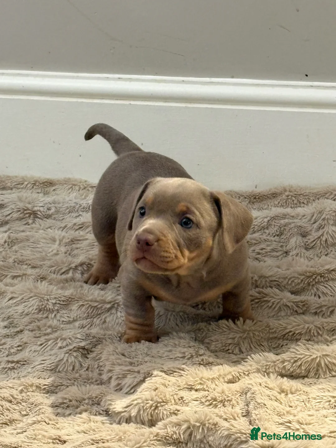Mixed Breed dogs for sale: Isabella lilac cross bully / miniature dachshunds in Stockport - Advert 7