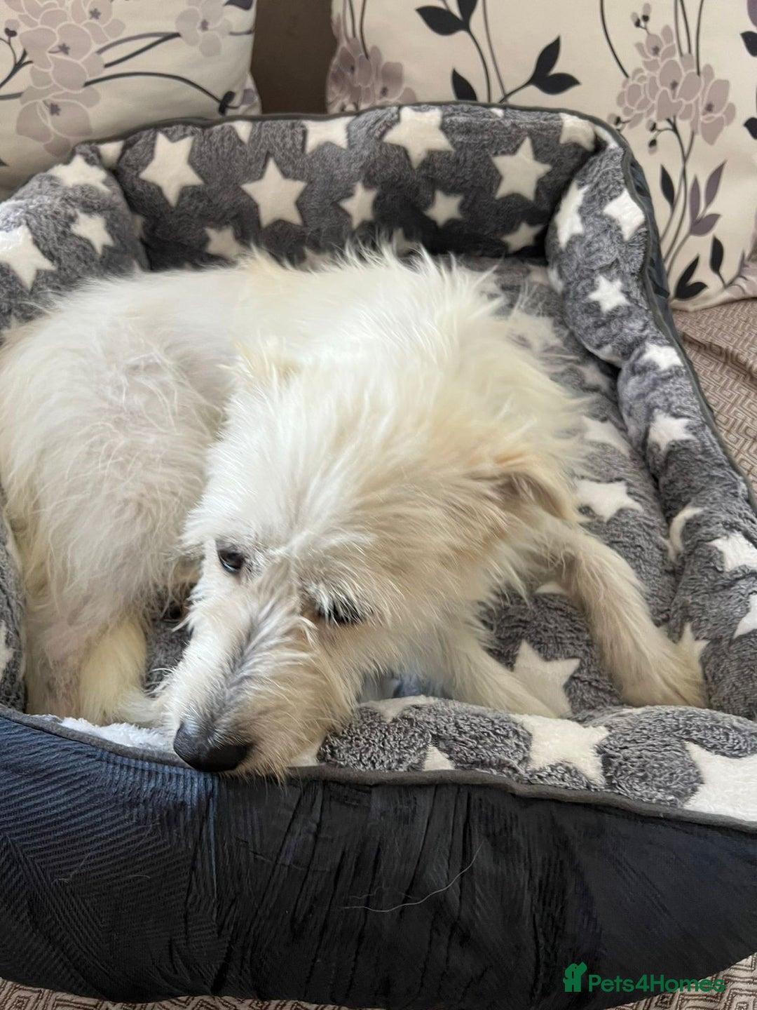 Cairn Terrier dogs for sale: Libby - A Gentle Rescue Terrier Mix 💕 - Image 4