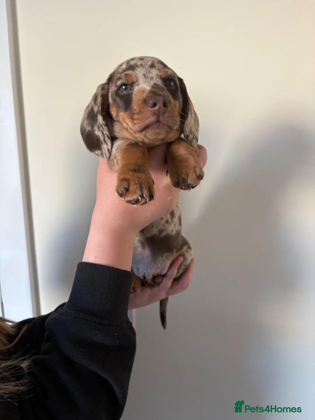 Miniature Dachshund dogs for sale: mini dachshund dapple pups  - Advert 2