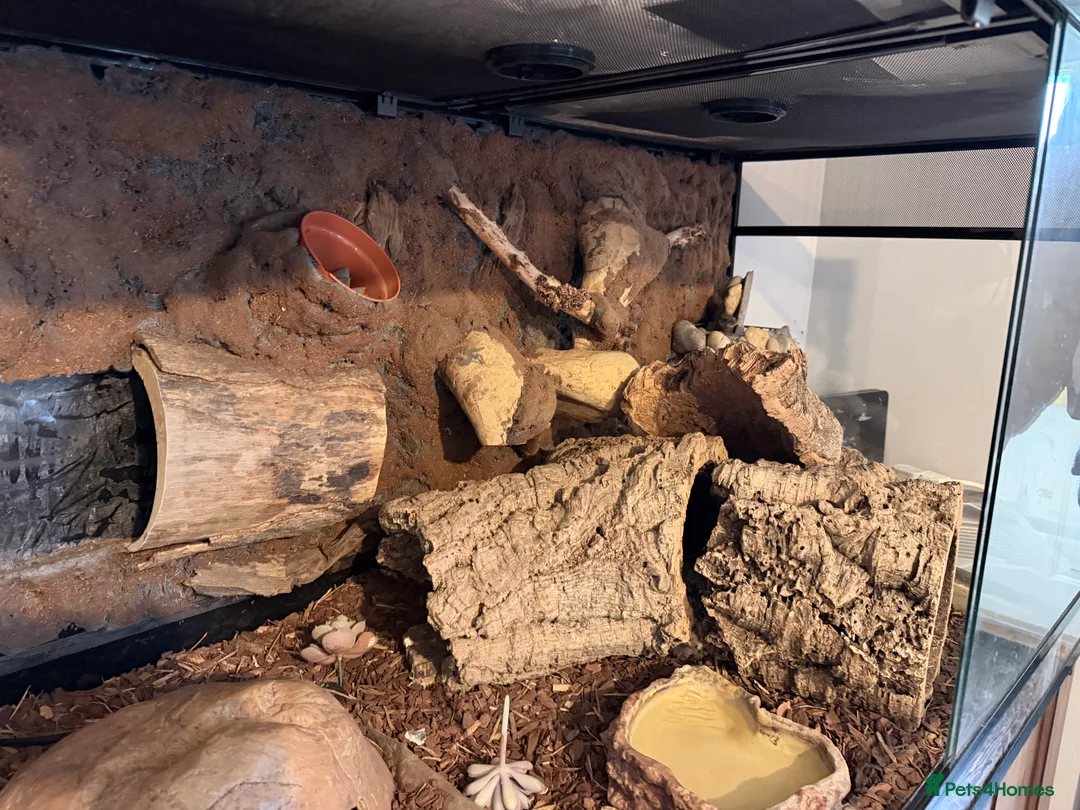 Python Snake reptiles for sale: Royal python (ball Python) - Advert 2