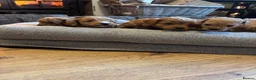 Cockapoo dogs for sale: Beautiful F1B toy poodle Cockapoo puppies  in Hinckley - Advert 4