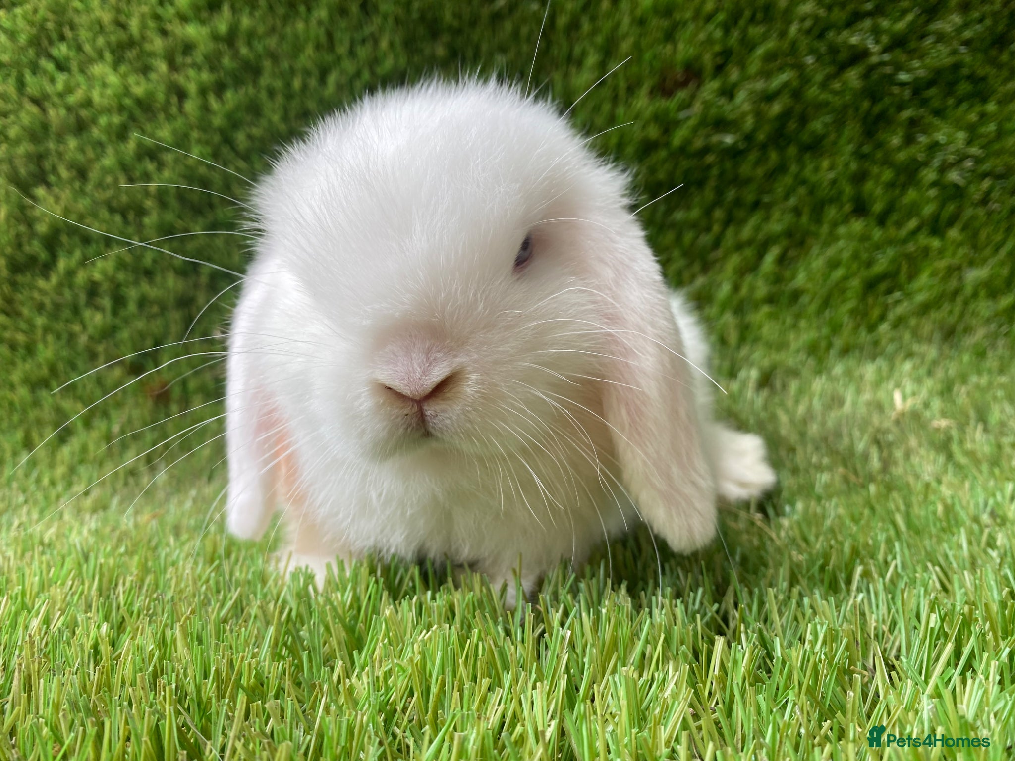Mini Lion Lop rabbits Mini lops - Advert 5