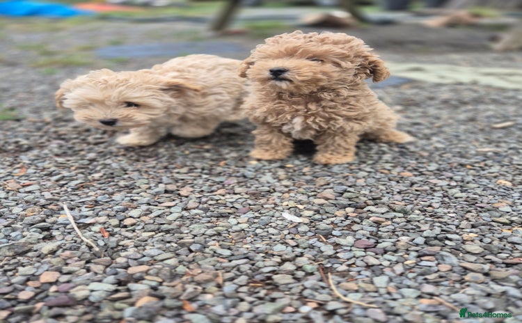 Maltipoo dogs - Advert 10