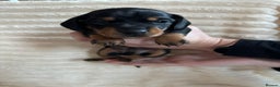 Miniature Dachshund dogs for sale: Miniature Dachshunds  - Advert 2