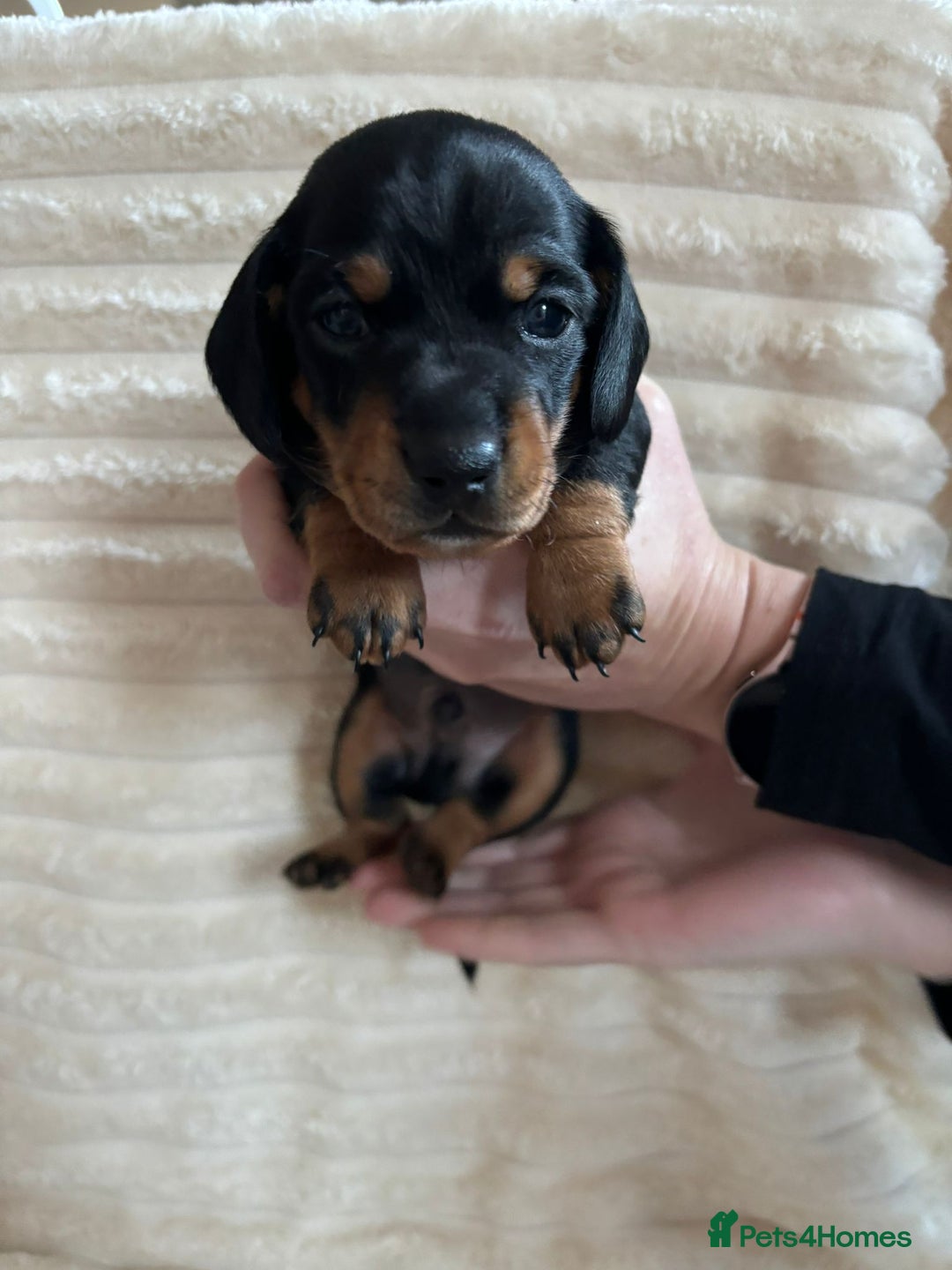 Miniature Dachshund dogs for sale: Miniature Dachshunds  - Advert 2