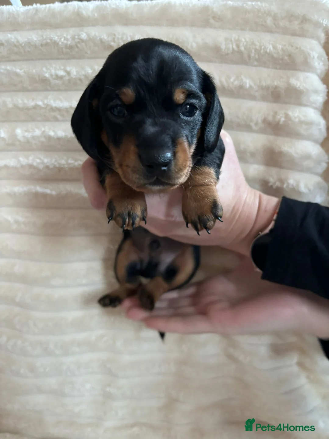 Miniature Dachshund dogs for sale: Miniature Dachshunds  - Advert 8