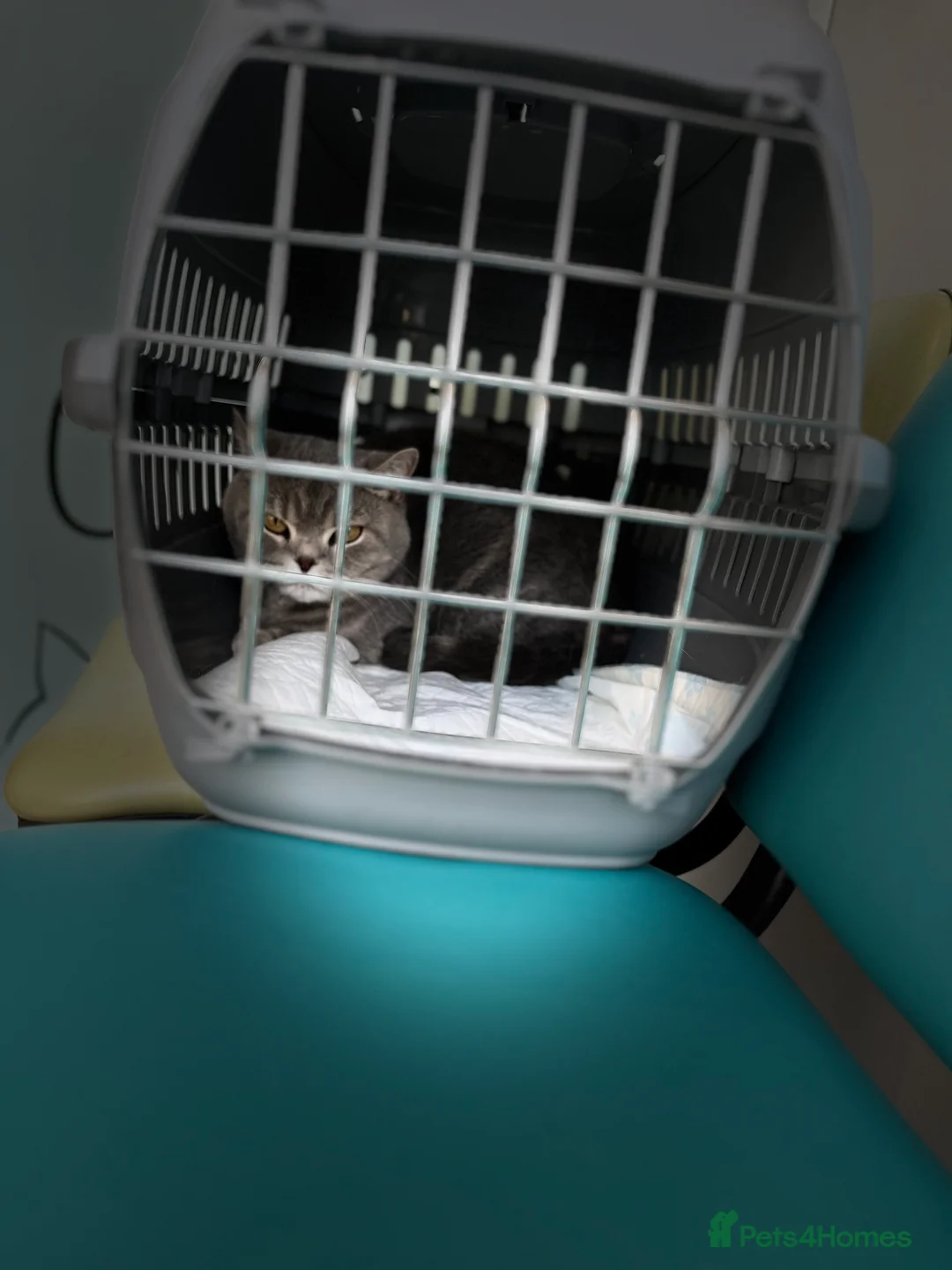 British Shorthair cats for sale: British Shorthair  - Advert 5