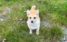 Welsh Corgi Pembroke dogs for sale: Camilla Kc reg Female Pembrokeshire corgi for sale - Image 2
