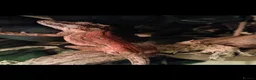 Gecko reptiles for sale: Red gargoyle gecko in Durham - Advert 2