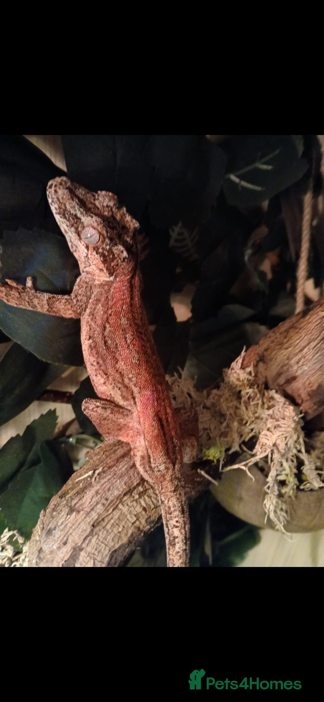 Gecko reptiles for sale: Red gargoyle gecko in Durham - Advert 2