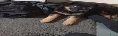 German Shepherd Puppy 2