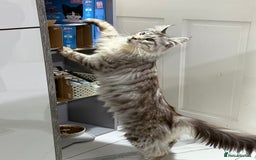 Maine Coon cats for sale: 2 x maine coon males must go together (£800 both)  - Image 8