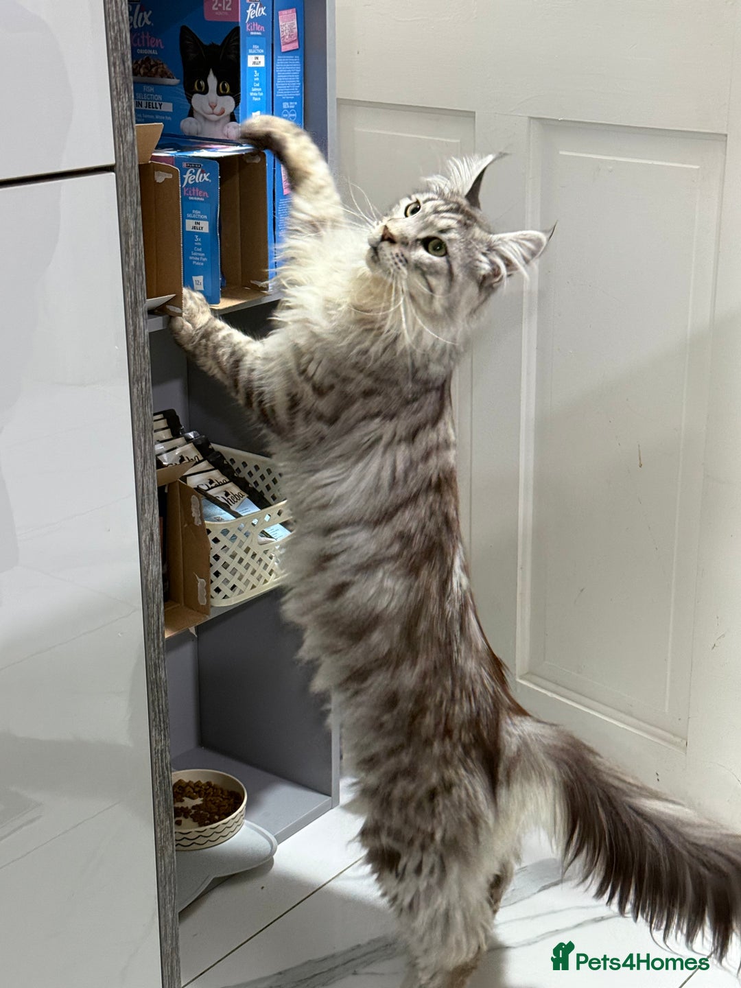 Maine Coon cats for sale: 2 x maine coon males must go together (£800 both)  - Image 8
