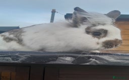 Lionhead rabbits for sale: Male lionhead rabbit for sale  - Image 4