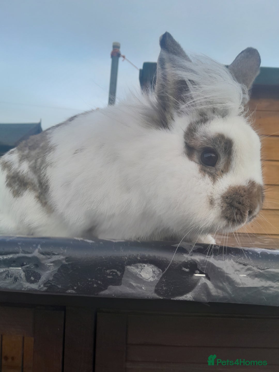 Lionhead rabbits for sale: Male lionhead rabbit for sale  - Image 4