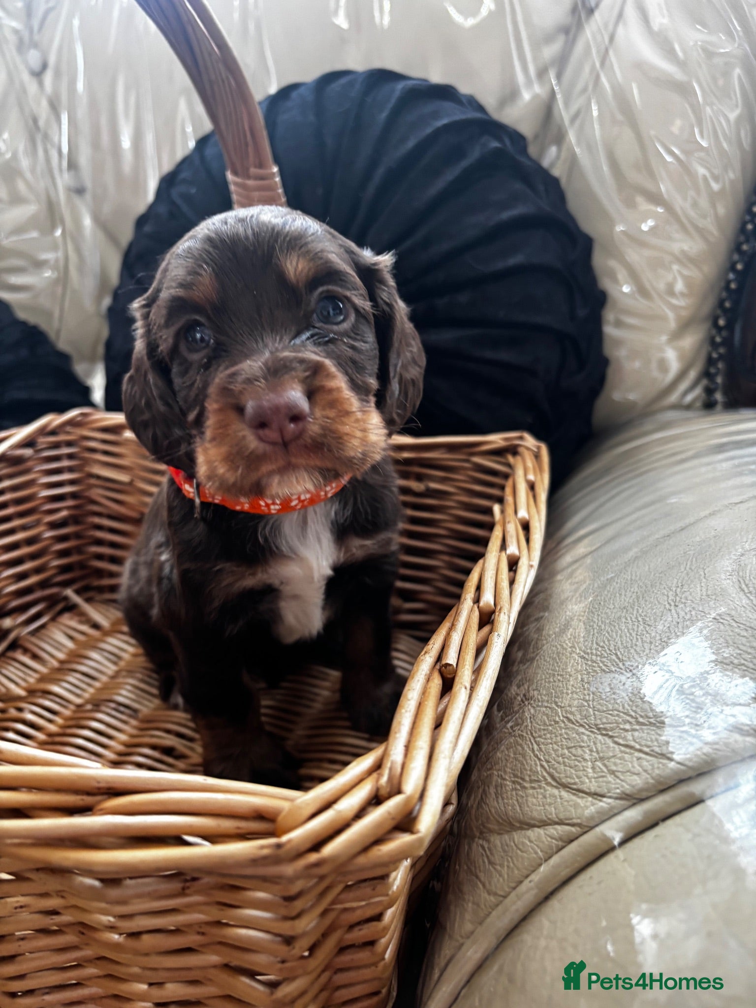 Cocker Spaniel dogs Chocolate & tan cocker spaniel puppies for sale  - Advert 1