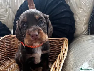 Cocker Spaniel dogs Chocolate & tan cocker spaniel puppies for sale - Advert 1