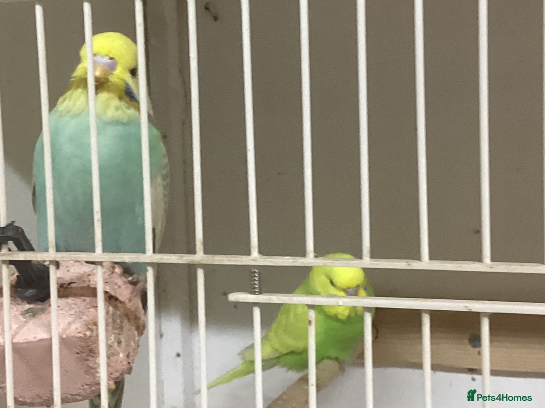 Budgerigars birds for sale: New baby budgies and new cages  - Advert 3