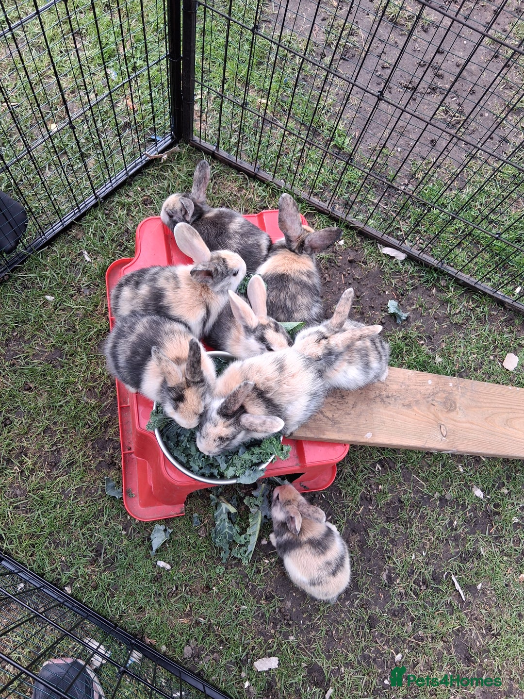 Rex rabbits for sale: Super Cute Baby bunnies! Rex x Lops - Image 1