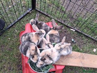 Rex rabbits - Advert 15