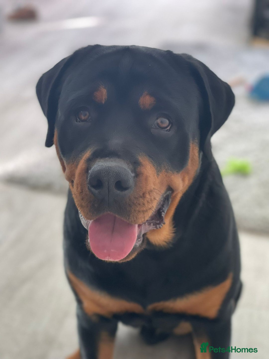 Rottweiler dogs for sale: Old fashioned big rottweiler pups  - Image 19