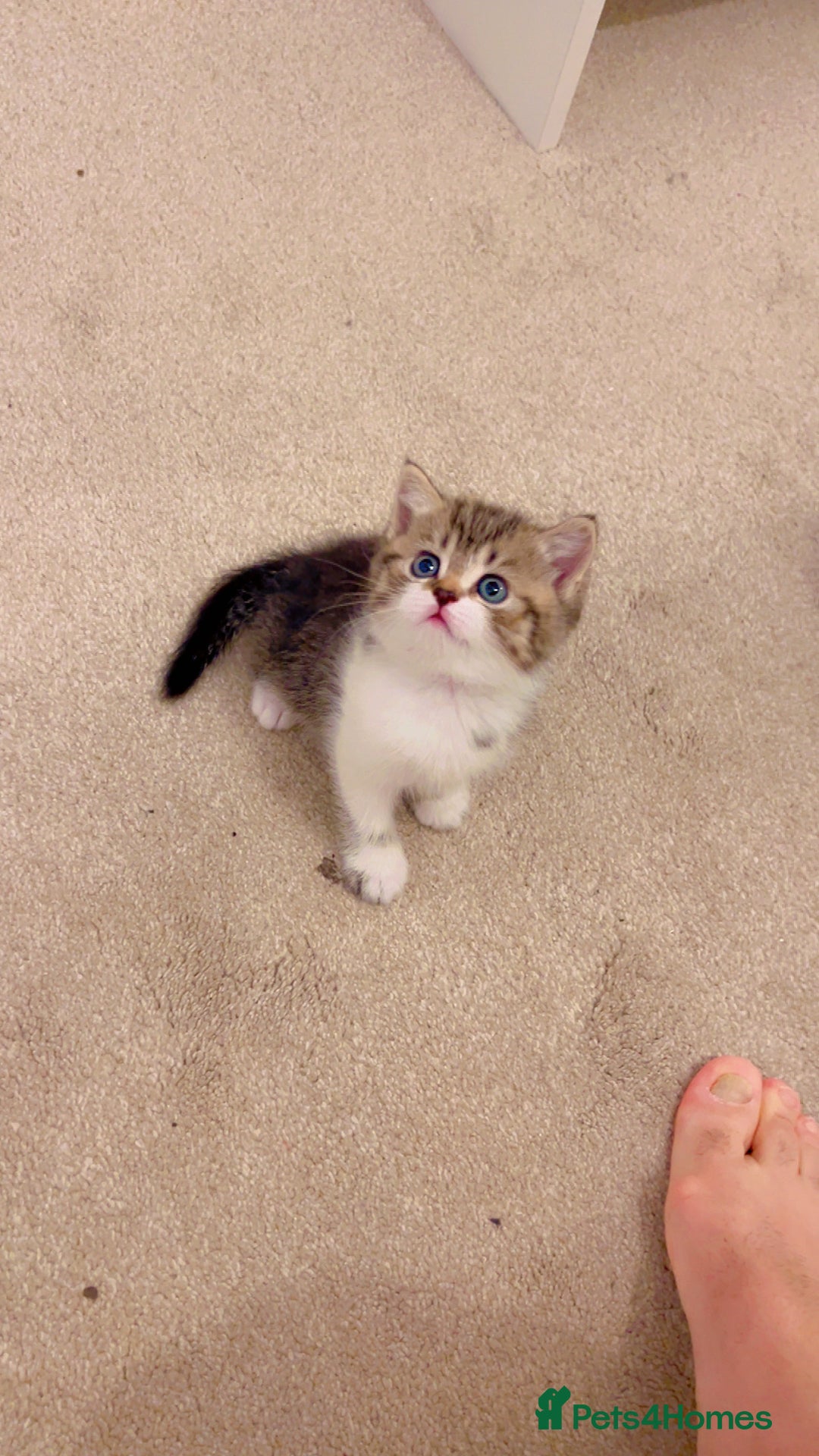 British Shorthair cats for sale: British short hair for sale kitten❤️ - Advert 2