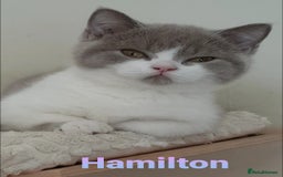 British Shorthair cats for sale: Impressive Pedigree BSH Kittens  - Image 1