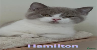 British Shorthair cats - Advert 12