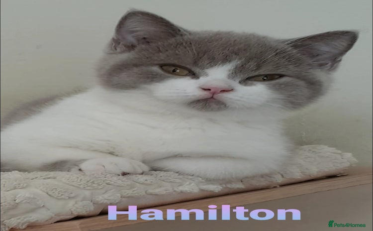 British Shorthair cats - Advert 13