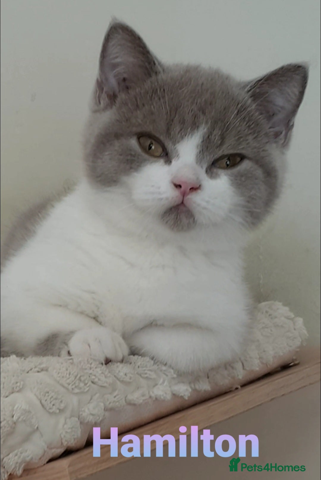British Shorthair cats for sale: Impressive Pedigree BSH Kittens  - Image 1