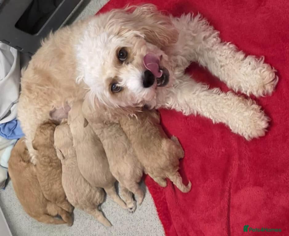 Cavapoo dogs Stunning Cavapoo Puppies Ready For Loving Homes - Advert 5