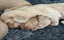 Miniature Dachshund dogs for sale: Beautiful long haired cream mini dachshund puppies - Image 5