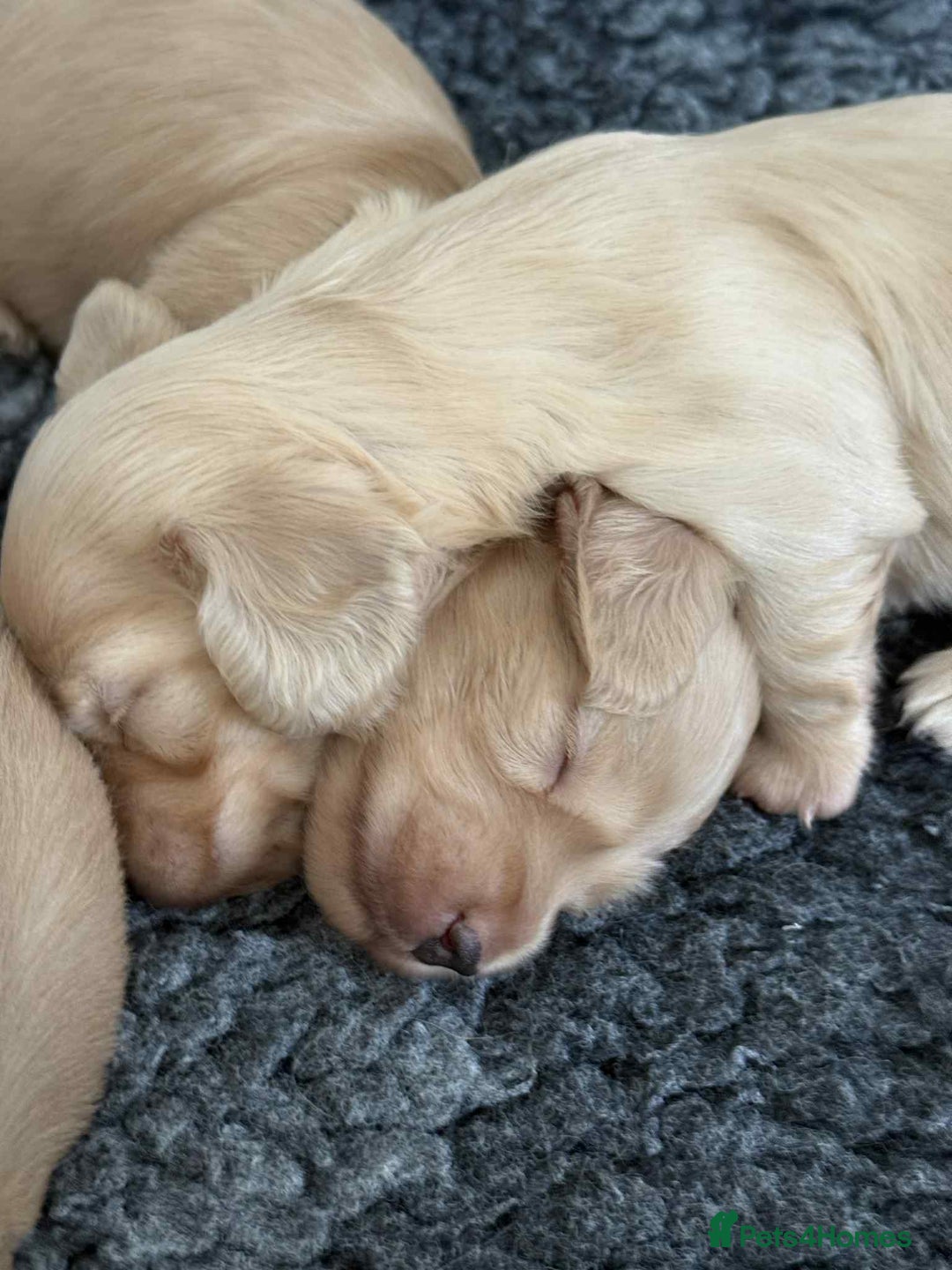 Miniature Dachshund dogs for sale: Beautiful long haired cream mini dachshund puppies - Image 5