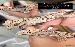 Gecko reptiles for sale: Various Crested geckos available! - Advert 1