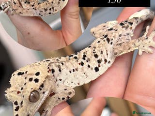 Gecko reptiles Various Crested geckos available! - Advert 3