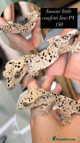 Gecko reptiles Various Crested geckos available! - Advert 1