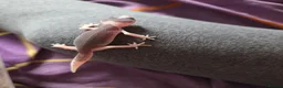 Gecko reptiles for sale: Leopard gecko baby's ready for new homes in Holsworthy - Advert 5