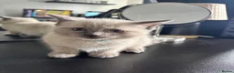 Ragdoll cats for sale: Ragdoll x mink tonkinese kittens  - Advert 13