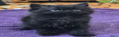 Persian Kitten 1