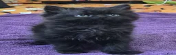 Persian cats for sale: Persian cross kitten - Advert 5