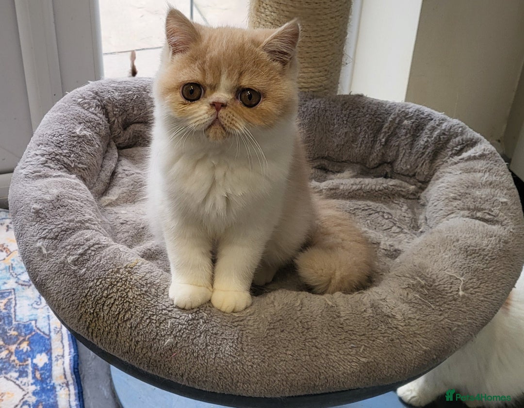 Exotic cats for sale: Hugo  - Advert 14