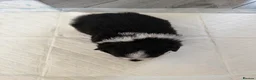 Pomeranian dogs for sale: Pomeranian  - Advert 3