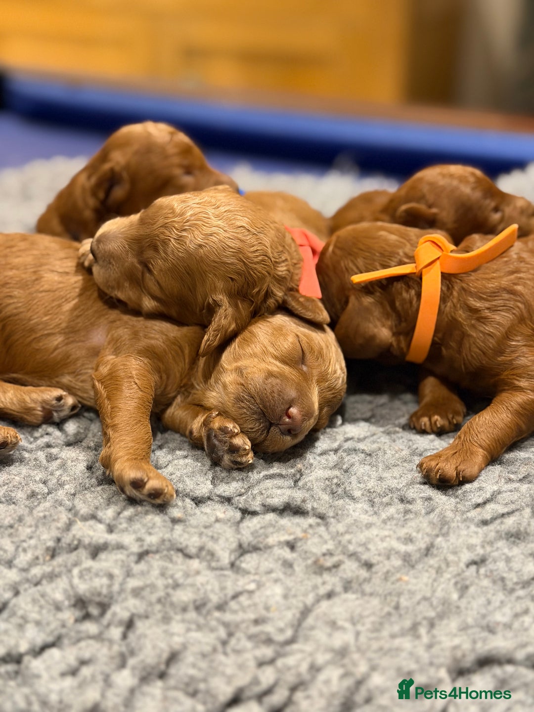 Miniature Poodle dogs for sale: Beautiful Red KC Registered Miniature Poodle Pups - Advert 3