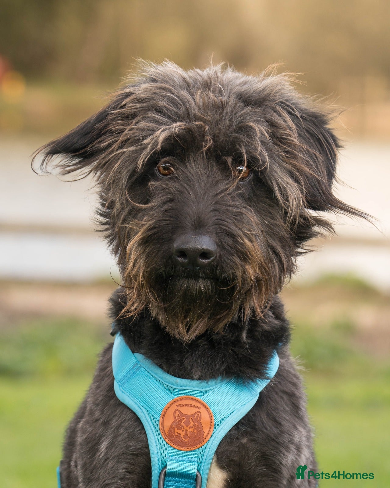 Mixed Breed dogs Scrabble has never had a home - Advert 1