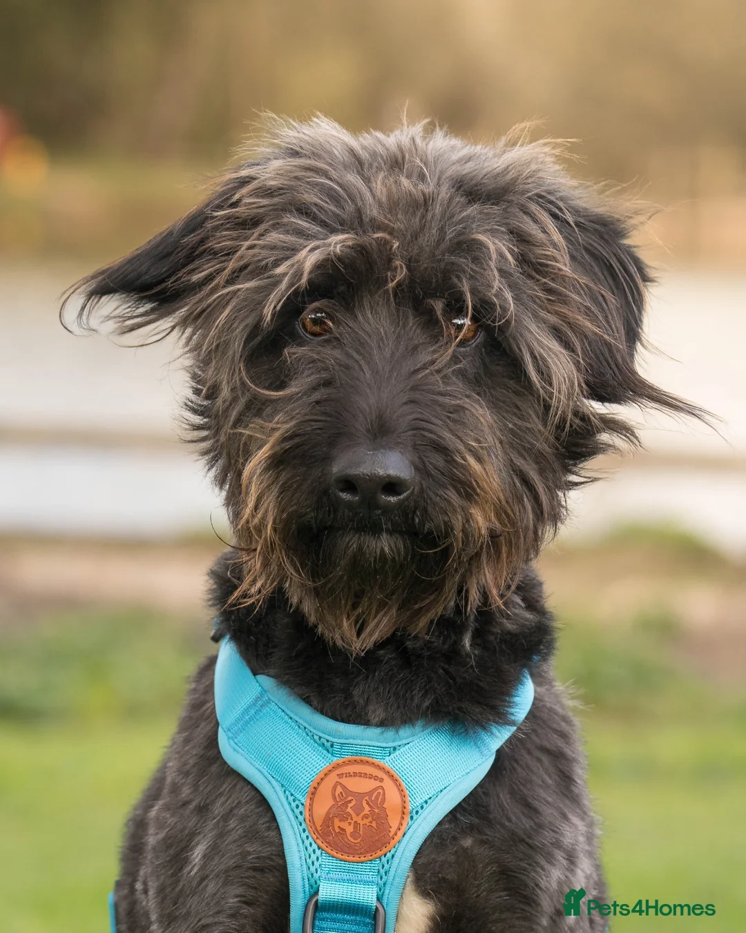 Mixed Breed dogs for adoption: Scrabble has never had a home - Advert 1