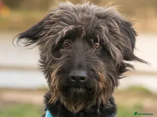 Mixed Breed dogs Scrabble has never had a home - Advert 1