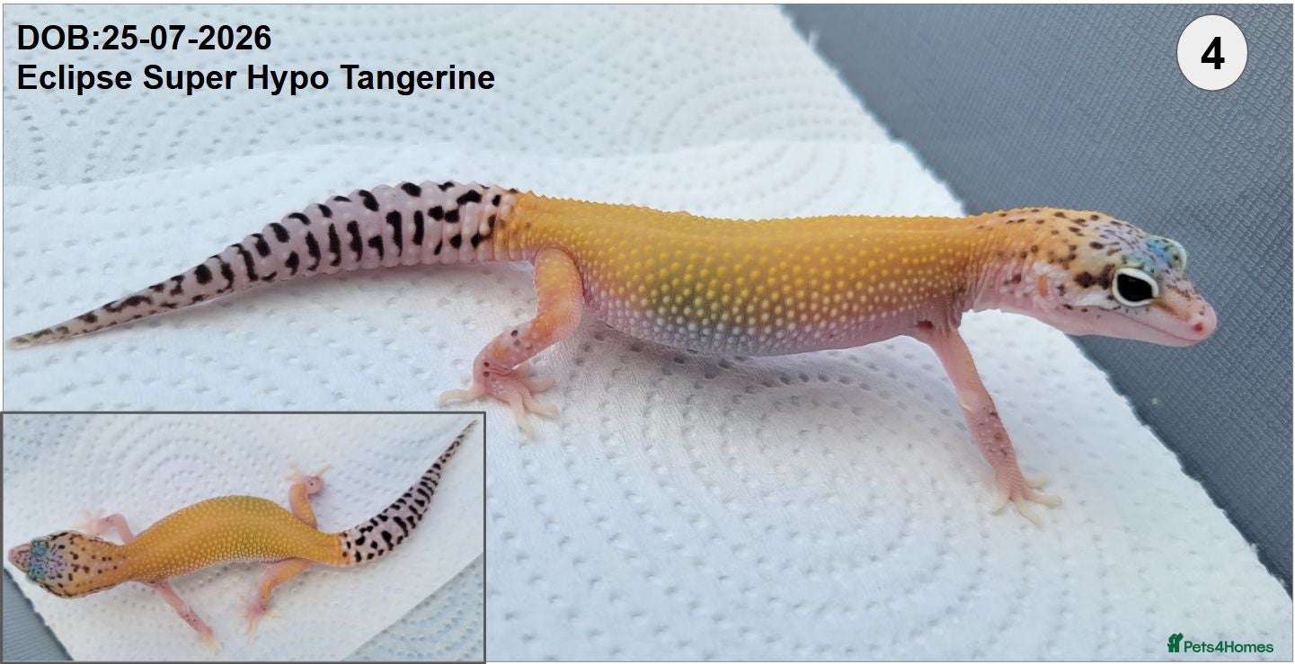Leopard Gecko reptiles Baby Leopard Geckos - Advert 3