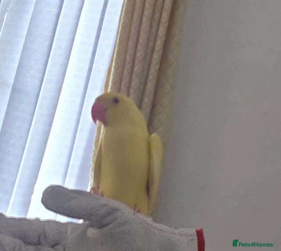 Ringnecks birds for sale: Ringneck parrot in Bradford - Advert 2