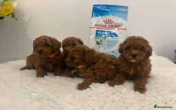 Toy Poodle dogs for sale: Kc registered,  fox red (Tiny) Toy poodles  - Image 8
